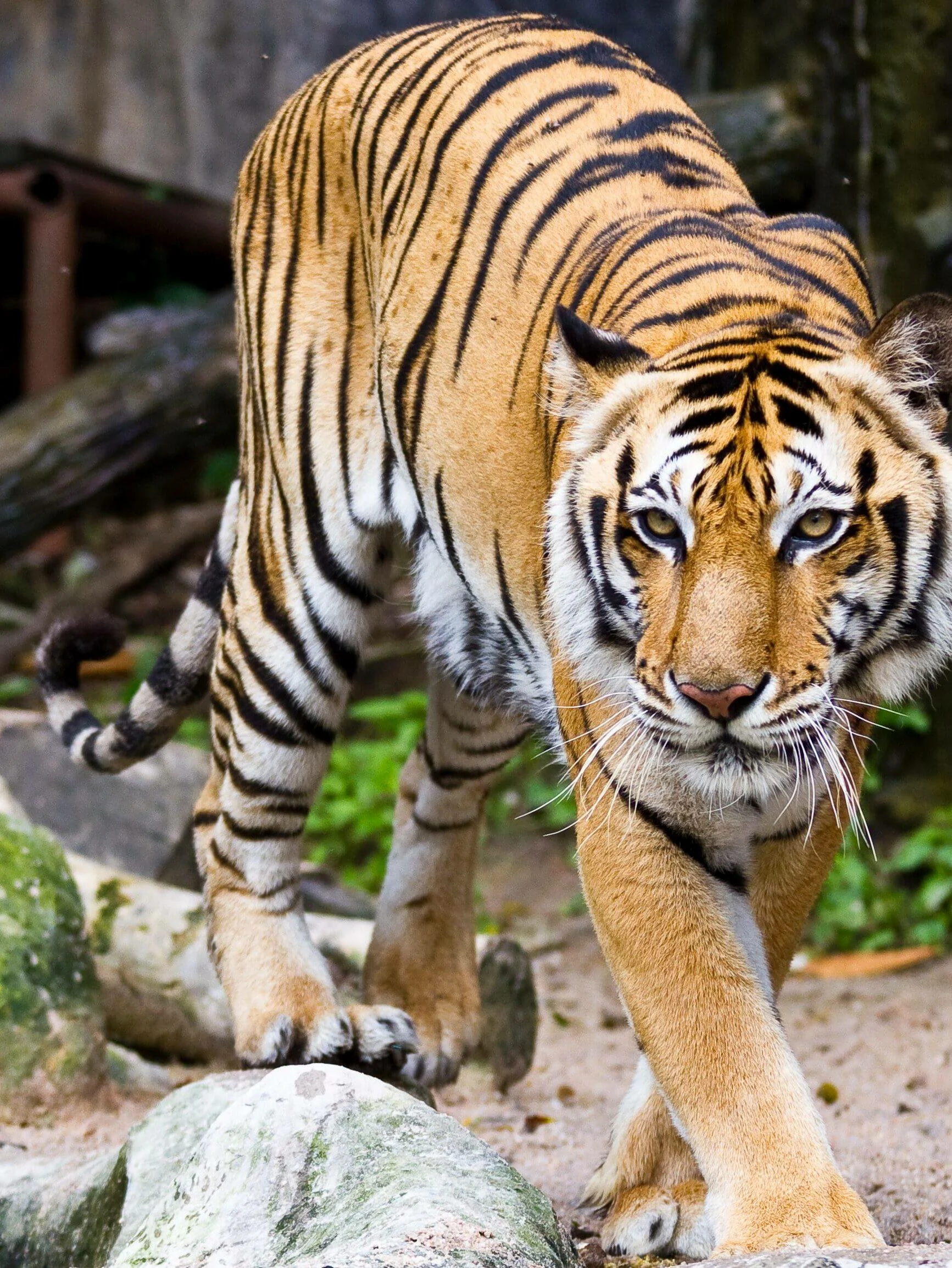 Tygr ve výběhu ZOO Jihlava